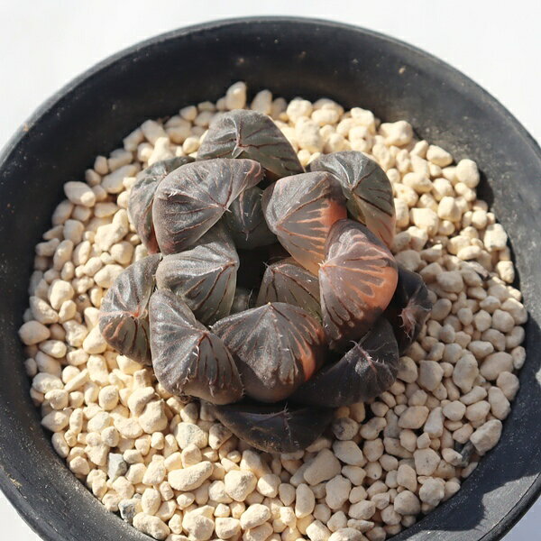 OMオブツーサ錦 ハオルチア Haworthia om obtsusa variegata 多肉植物 室内植物 透明窓 室内インテリア..