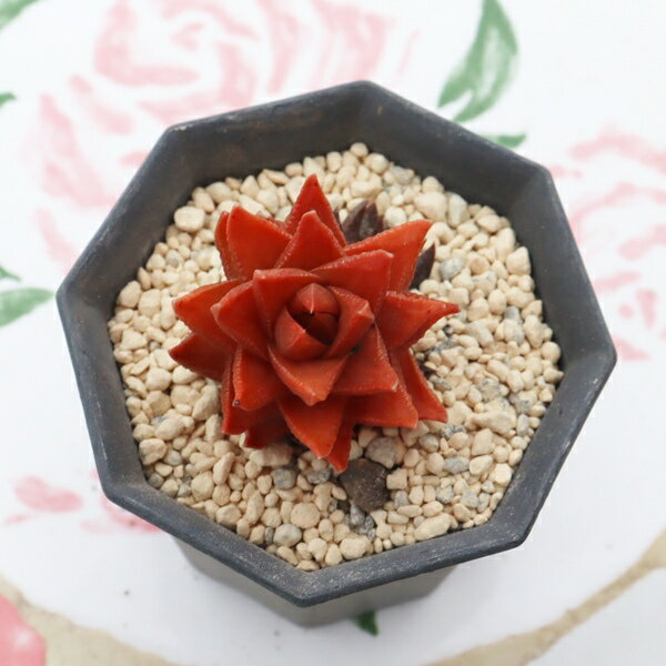 多肉植物 ハオルチア 紫苑 Haworthia shion 観葉植物 室内インテリア 室内グリーン ハオルチア販売 多肉植物通販