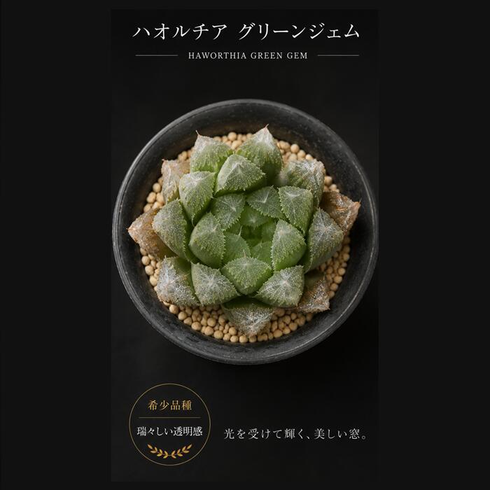 乐天商城 - 多肉植物 ハオルチア グリーンジェム 2Lサイズ Haworthia green jem 透明窓 苗 観葉植物 室内インテリア 室内グリーン ハオルチア販売 多肉植物通販
