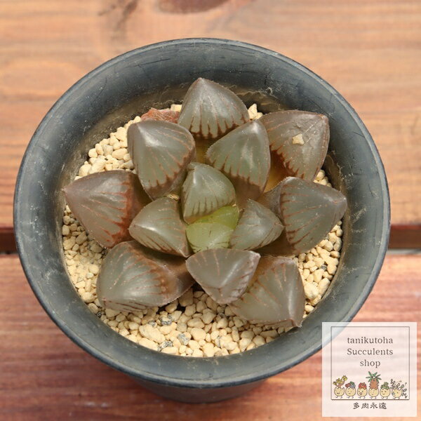 多肉植物 ハオルチア ジェリーフィッシュ Haworthia jellyfish 透明窓 観葉植物 室内 インテリア グリーン ハオルチア販売 多肉植物通販
