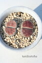 朱弦玉 リトープス Mサイズ 5.5cmポット Lithops karasmontana var. lericheana 多肉植物 多肉永遠