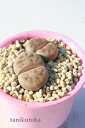 花紋玉 リトープス Mサイズ 5.5cmポット Lithops karasmontana 多肉植物 多肉永遠