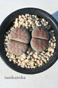 琥珀玉 リトープス Mサイズ 5.5cmポット Lithops bella 多肉植物 多肉永遠