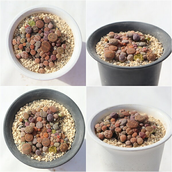 リトープスMIXベビー Lithops mix baby 6cmポット 多肉植物 リトープス通販 多肉植物販売 インテリア ベランダガーデンのサムネイル
