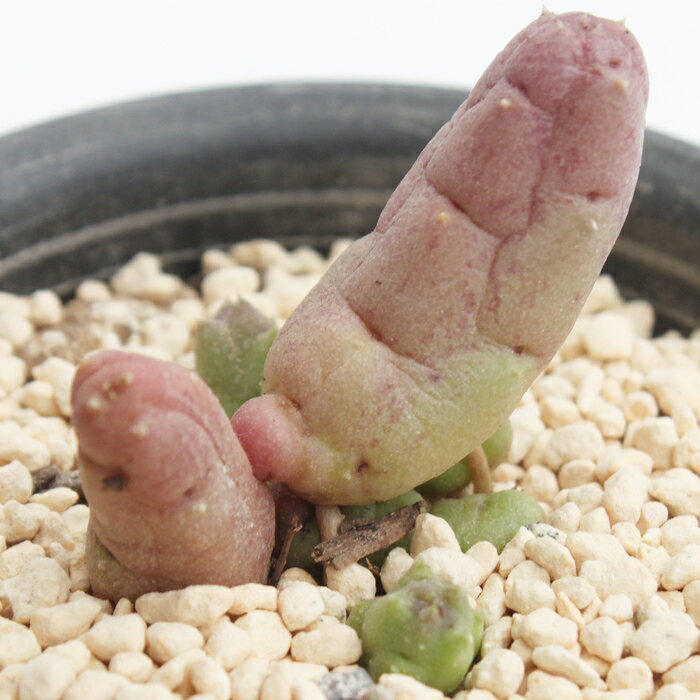 コンプトゥス オルベア Mサイズ 5.5cmポット Piaranthus computus 多肉植物 ガガイ...