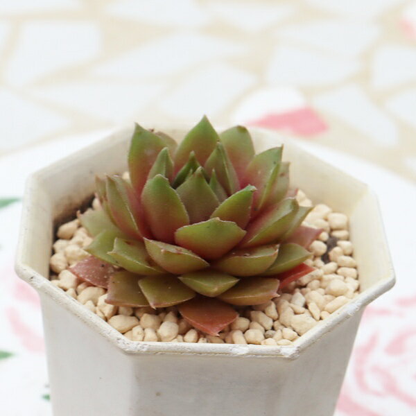 株式会社多肉永遠楽天市場店の多肉植物 センペルビウム ベルンシュタイン Sempervivum Bernstein 観葉植物 インテリア 寄せ植え 地植え 丈夫 耐寒性 室内 屋外 冬も安心 苗 ガーデニング 育てやすい 多肉永遠｜アングル2