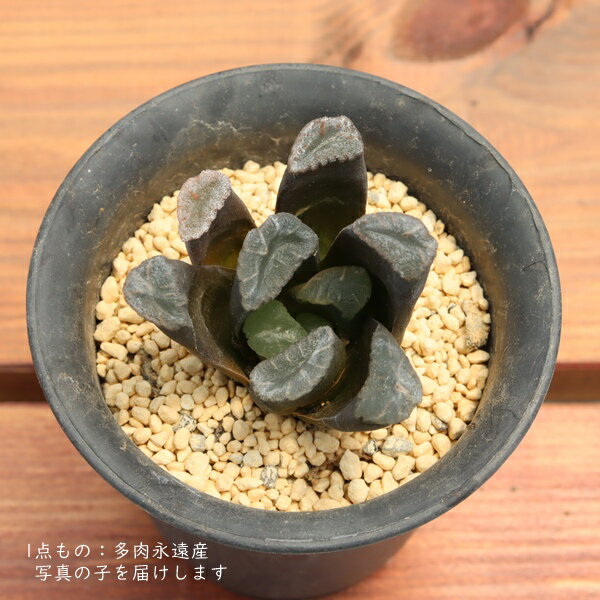 ハオルチア万象C多肉植物TK10-...