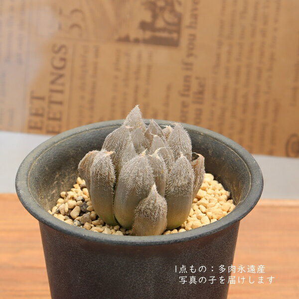 Flower Pots - ハオルチア ベヌスタ 多肉植物 TK10-22 現品 写真の子 毛ハオ 観葉植物 多肉植物通販 ハオルチア通販 インテリア 園芸 インテリアグリーン 室内植物 多肉永遠 tanikutoha