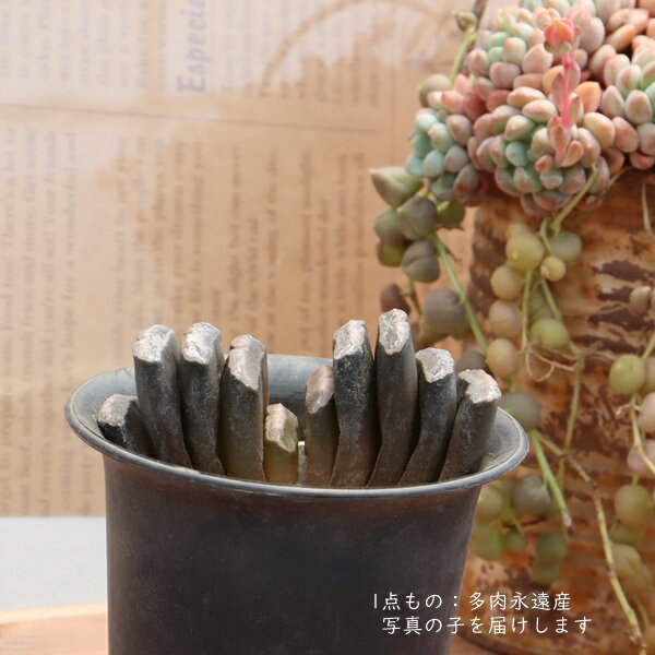 ハオルチア玉扇多肉植物現品TK10...