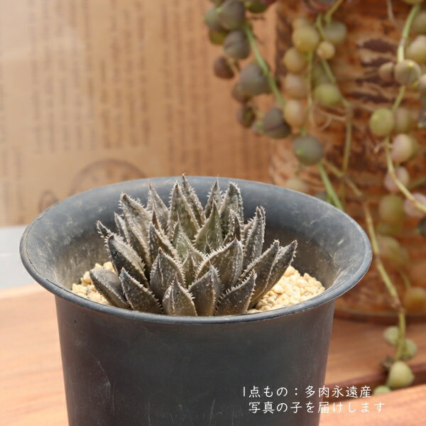 ハオルチア ミステリー 多肉植物 現品 TK10-24 写真の子 観葉植物 多肉植物販売 ハオルチア販売 インテリア 園芸 インテリアグリーン 室内植物
