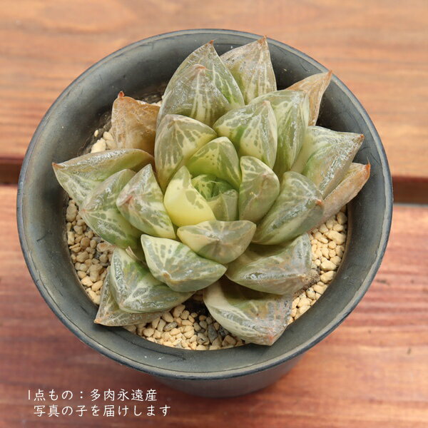 多肉植物 現品 ハオルチア 宝草錦 TK10-25 写真の子 斑入 黄斑 観葉植物 インテリ...