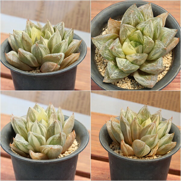 多肉植物 現品 ハオルチア 宝草錦 TK10-25 写真の子 斑入 黄斑 観葉植物 インテリ...
