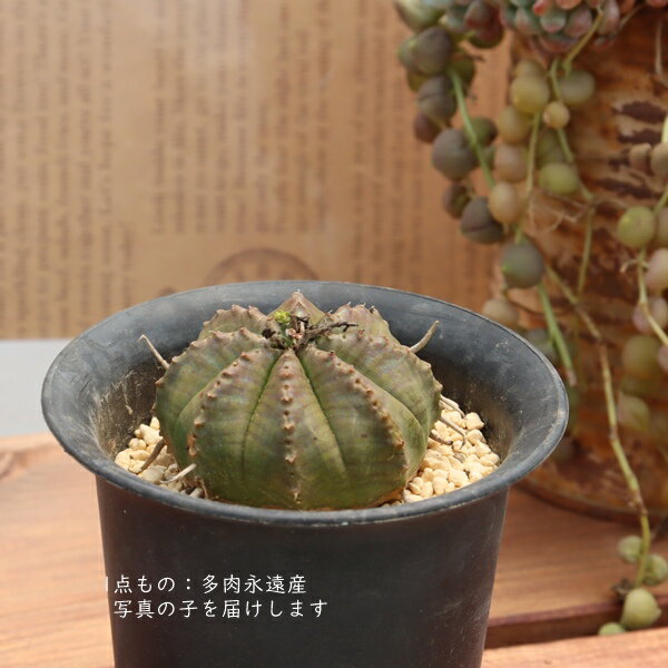 多肉植物現品バリダTK10-30ユ...