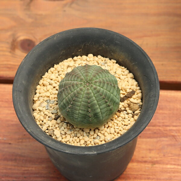 多肉植物 現品 オベサ TK10-31 ユーフォルビア 写真の子 観葉植物球体 シンメトリ...