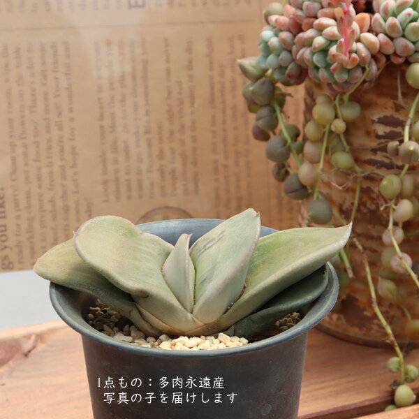 商品画像3