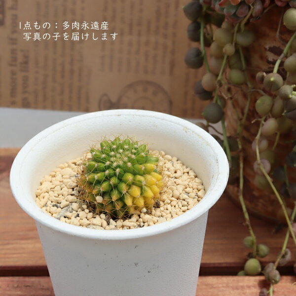 樂天商城 - 多肉植物 サボテン 金洋丸錦 現品 TK10-52 白鉢 写真の子 観葉植物 マミラリア 斑入り 錦 斑入 黄色刺 インテリア グリーン 卓上 窓辺 希少 レア ビザールプランツ ドライガーデン