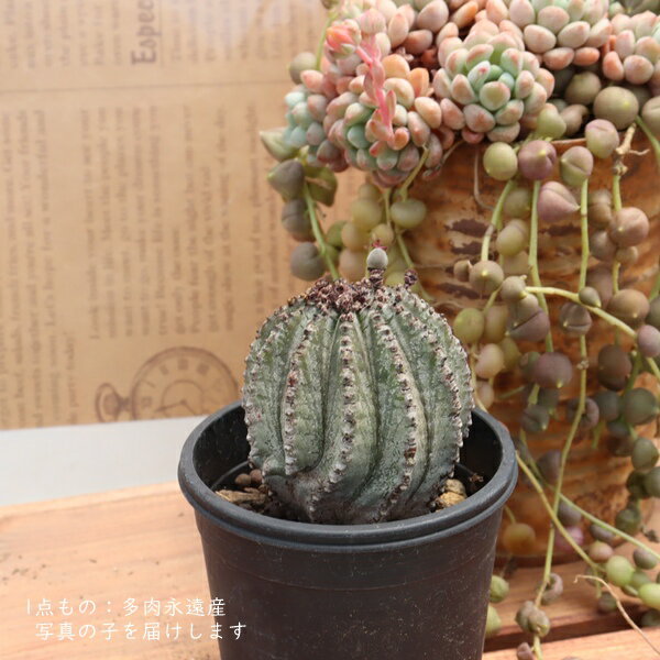 商品画像3