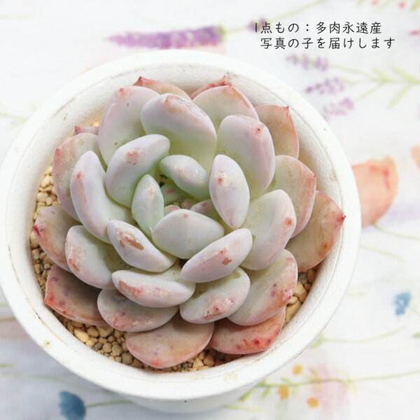 楽天市場】ホワイトローズ 多肉植物の通販
