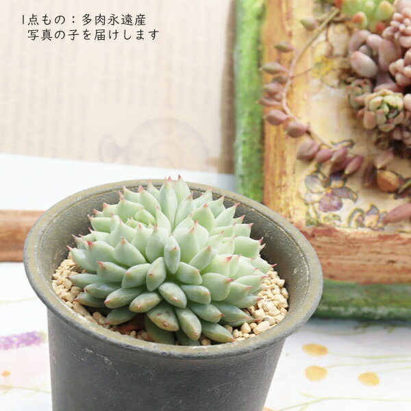 Flower Pots - エケベリア ティッピー 綴化 TK10-86 写真の子 クレスト 多肉植物 観葉植物 希少 レア 珍しい 成長点異常 変異 多肉永遠 インテリア 寄せ植え 多年草