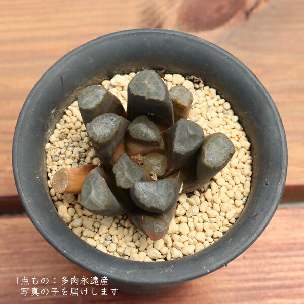 ハオルチア 万象 A 多肉植物 TK10-15 現品 写真の子 透明窓 ジュエリープランツ 観葉植物 多肉植物販売 ハオルチア販売 インテリア 園芸 インテリアグリーン 室内植物