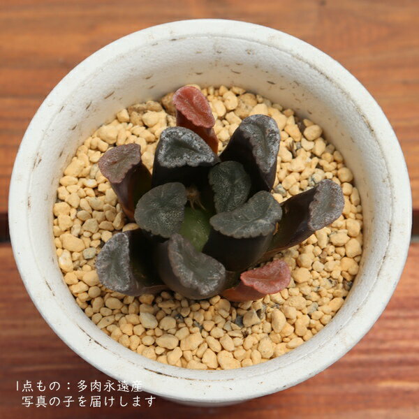 ハオルチア 万象 B 多肉植物 TK10-16 現品 写真の子 透明窓 観葉植物 多肉植物販売 ハオルチア販売 インテリア 園芸 インテリアグリーン 室内植物 ジュエリープランツ