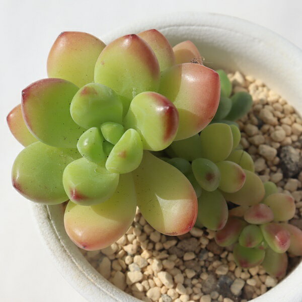 シャングリラ TK-10-16 セデベリア 写真の子をお届け 多肉植物 セデベリア通販 多肉植物販売