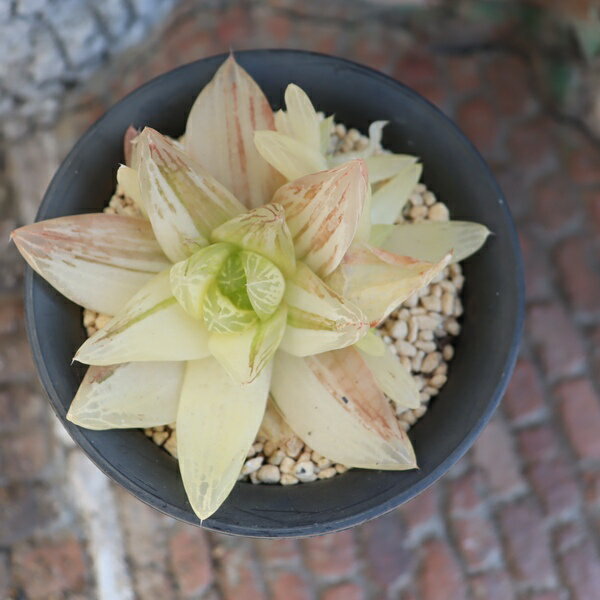 Cyclamen - 多肉植物 ハオルチア 京の華錦 TK10-18 現品 写真の子 群生 観葉植物 多肉植物販売 ハオルチア販売 インテリア 園芸 インテリアグリーン 室内植物 ジュエリープランツ