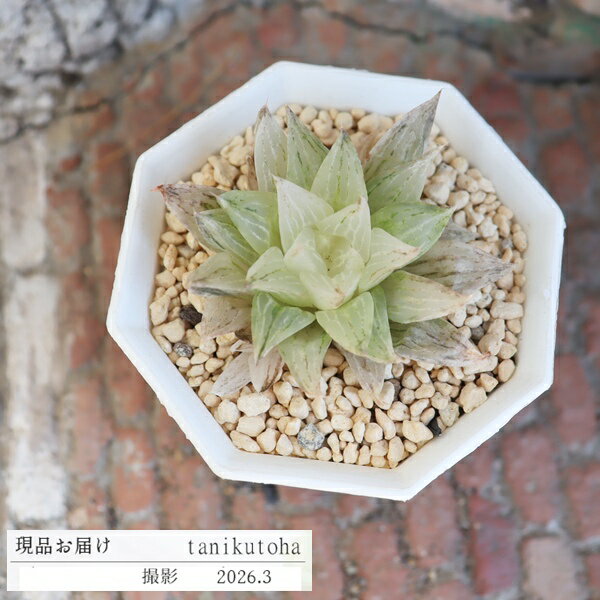 樂天商城 - ハオルチア 元祖氷砂糖 美斑 多肉植物 現品 TK10-24 写真の子 極上斑 斑入り 観葉植物 多肉植物販売 ハオルチア販売 インテリア 園芸 インテリアグリーン 室内植物
