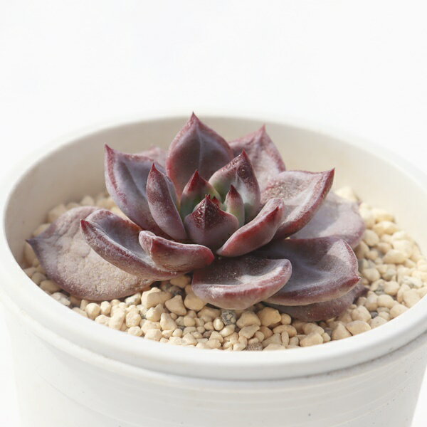 毒林檎大福 永遠ラベル付き TK-10-3 エケベリア 写真の子をお届け 多肉植物 エケベリア通販 多肉植物販売