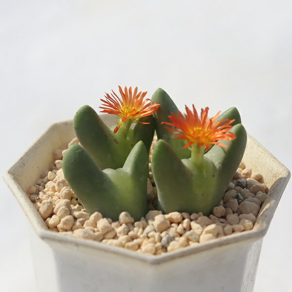 秋紅姫 4頭 TK-10-35 コノフィツム オレンジ花 写真の子をお届け 多肉植物 コノフィツム通販 多肉植物..