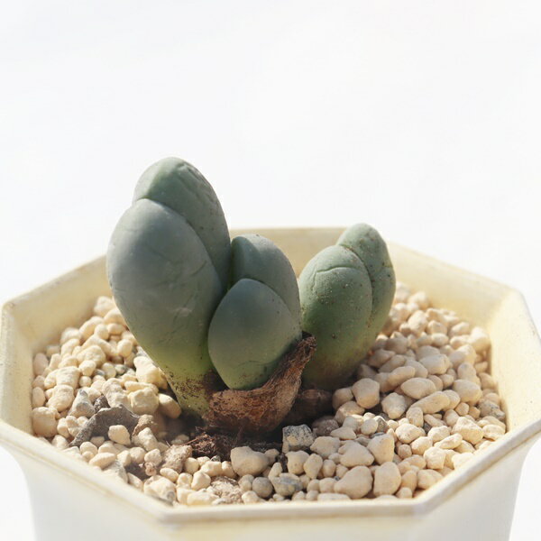 銀光玉 3頭 TK-10-40 ギバエウム 写真の子をお届け 多肉植物 ギバエウム通販 レア多肉植物販売 ハマミ..