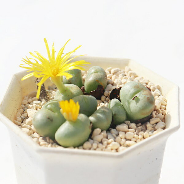 黄金玉 9頭 TK-10-42 コノフィツム 写真の子をお届け 多肉植物 コノフィツム通販 多肉植物販売 ベラン..