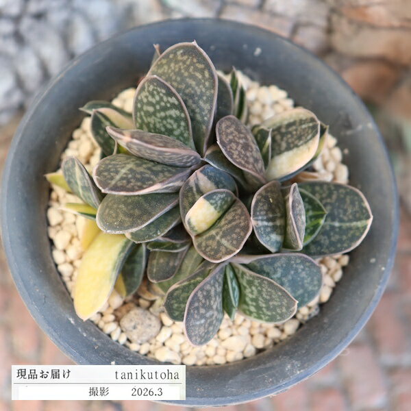 樂天商城 - ガステリア 姫子宝錦 多肉植物 斑入り Lサイズ 現品 TK10-48 写真の子 群生 観葉植物 多肉植物販売 ガステリア通販 ギフト インテリア 園芸 ビザールプランツ ドライガーデン