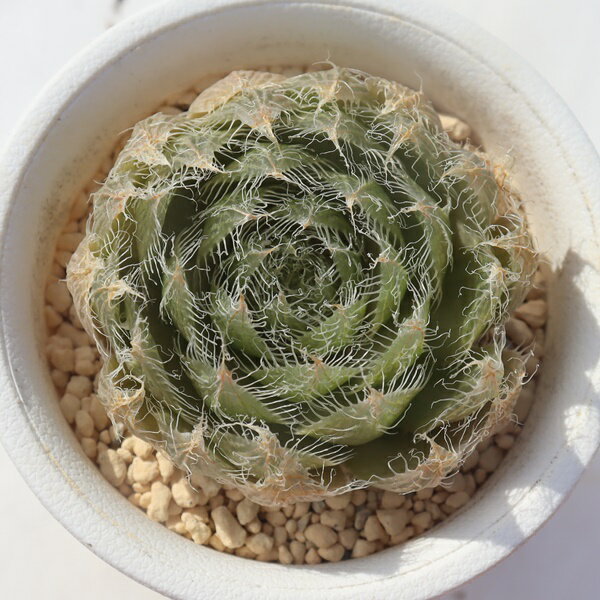 羽衣 TK-10-61 ハオルチア 写真の子をお届け 多肉植物 ハオルチア通販 多肉植物販売軟葉系 succulents ..