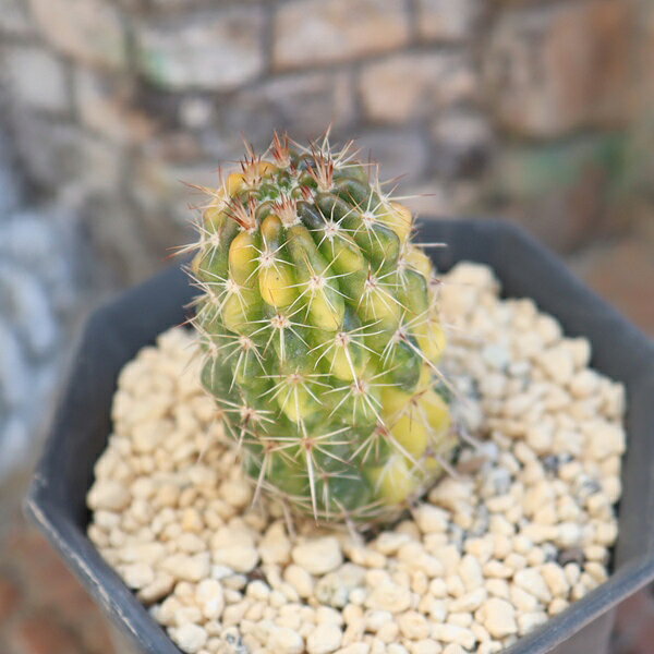マミラリア 金洋丸錦 現品 TK10-64 斑入り サボテン 多肉植物 写真の子 カクタス ...