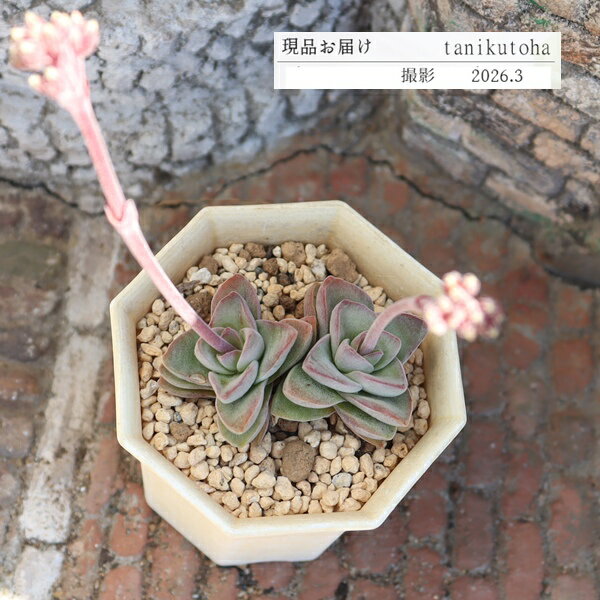 樂天商城 - クラッスラ スプリングタイム 現品 多肉植物 TK10-65 写真の子 観葉植物 多肉植物通販 クラッスラ販売 インテリア 園芸 寄せ植え ガーデニング