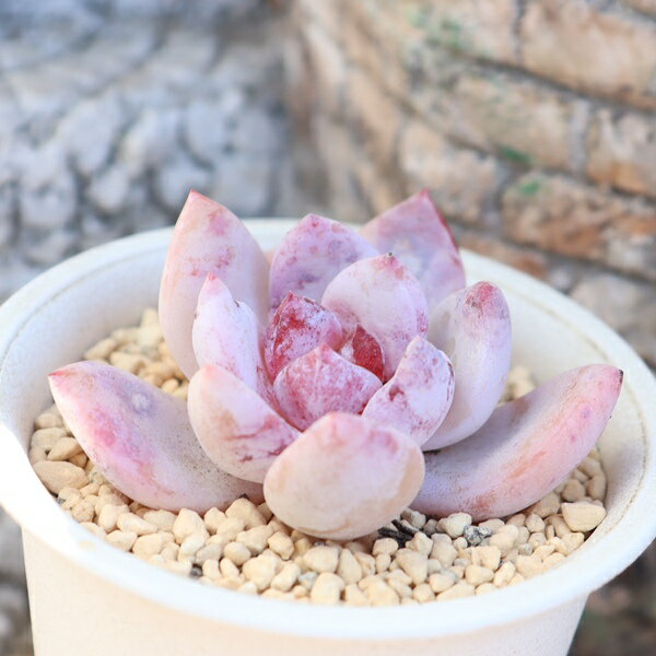 エケベリア ラズベリージュレ 永遠ラベル付き 現品 TK10-69 写真の子 多肉永遠オリジナル苗 紅葉 多肉植物 観葉植物 多肉植物通販 エケベリア販売 多肉永遠苗 インテリア 寄せ植え 多年草