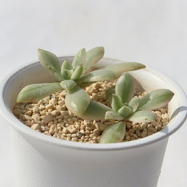 ミニベル錦 TK-10-7 エケベリア 写真の子をお届け 多肉植物 エケベリア通販 多肉植物販売