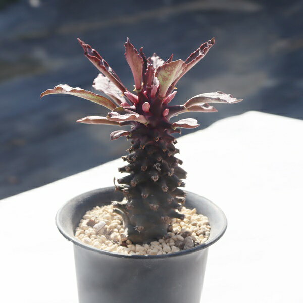 樂天商城 - タンザニアレッド TK-10-71 モナデニウム 写真の子をお届け 多肉植物 モナデニウム通販 多肉植物販売