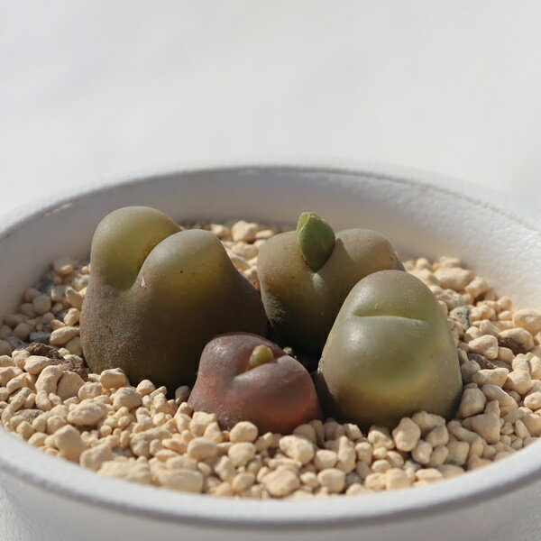 マウガニー 4頭 TK-10-77 コノフィツム 写真の子をお届け 多肉植物 コノフィツム通販 多肉植物販売