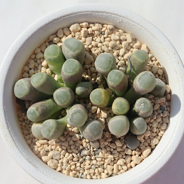 群玉 TK-10-78 フェネストラリア 写真の子をお届け 多肉植物 フェネストラリア通販 多肉植物販売(4)