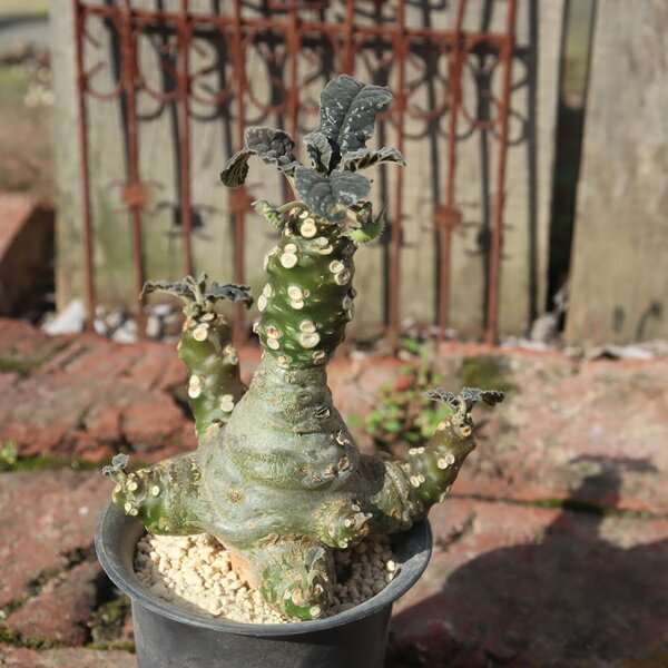 ガードナーTK-10-85ユーフォ...