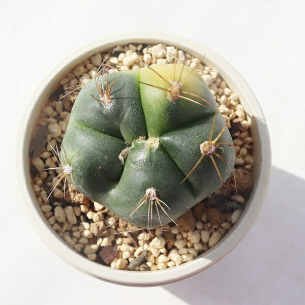 樂天商城 - ペンタカンサ錦 D TK-10-95 サボテン 写真の子をお届け 多肉植物 サボテン通販 多肉植物販売