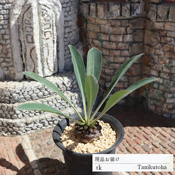 鉄甲丸TK108黒鉢ユーフォルビア...