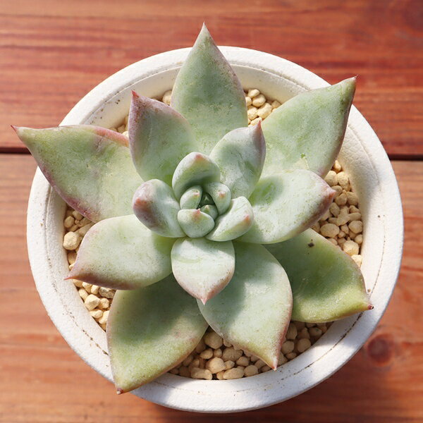 Potting Option ― 植込みオプション ― ● 一期一会の生命を、最適な一鉢に 厳選した一株を、当園の黄金比培養土で丁寧に植え付けてお届け。生命の個性を尊重し、届いた日から日常に調和する一鉢に仕立てます。 プロの技術：根を傷めず、最適な排水環境を整備。 軽量・機能美：軽くて丈夫な鉢で、日常の管理も快適。 ギフト品質：清潔感ある姿は、大切な贈り物にも。 ※鉢形状等は植物に合わせプロが選定いたします。 About Succulents ― 植物についてのご案内 ― ● 一期一会の厳選された一株を 掲載している写真は、あくまで美しい「見本」です。お届けする多肉植物は、ご注文をいただいてから農場の膨大な数の中から、もっとも美しく、力強く輝いている個体をプロの目で一株ずつ厳選し、お届けしております。 「既製品ではなく、日々を生き、育ちゆく生命であること」 多肉植物は工場製品とは異なり、その美しい姿を形成するまでに、年月と愛情を必要とします。 そのため、生育過程でのわずかな傷等が見られる場合もございます。過酷な自然の中で生きてきた証であり、植物の持つ「個性」と「趣」としてお楽しみいただければ幸いです。 ※完璧な形や特定の姿に強いこだわりをお持ちのお客様は、ぜひ群馬の栽培場へお越しください ■ 葉に見られる茶色い点について 水に含まれる鉄分によるものです。植物の健康に支障はございませんのでご安心ください。通常の水やりを続けるうちに自然と消えていきます。 ■ 用土の中の白い粒々について 大切な植物を害虫から守るための予防薬です。お客様の元へ届いたあとも健やかに育つよう、あらかじめ混ぜ込んでおります。 お届け指定について 植物の鮮度と梱包の安全を最優先するため、原則として「日にち指定」はお受けしておりません。最適なタイミングでの発送をお待ちください。 サイズについて 各商品ページに鉢の大きさを明記しております。「思っていたより大きかった（小さかった）」という事がないよう、事前のご確認をお願いいたします。 Information ― ギフト・在庫・納品書について ― Gift Wrapping 大切な方への贈り物に。 心を込めた有料ラッピングを承っております。 特別な日を彩る、多肉植物のギフトをぜひご利用ください。 Eco-Friendly 【 納品書のペーパーレス化 】 エコ活動推進のため納品書は同梱しておりません。 ギフト利用の場合も、そのままお相手様へ 安心してお届けいただけます。 在庫に関する大切なお知らせ 多肉永遠では、群馬の自社農場にて一年を通し繁殖・栽培を行っております。 常に十分な在庫確保に努めておりますが、植天候の急変や予期せぬ人気による大量注文などにより、稀に欠品が生じる場合がございます。 実店舗および自社サイト等と在庫を共有しているため、システム上で「在庫あり」と表示されている場合でも、やむを得ずご注文をキャンセルさせていただく場合がございます。 一株一株を最高の状態でお届けするための判断でございます。何卒、ご理解とご了承を賜りますようお願い申し上げます。 How to Care ― 植物との暮らし、はじめの一歩 ― 長い旅を経て、あなたのお手元に届いた小さな生命。 まずは箱をそっと開けて、深呼吸をさせてあげてください。 新しい環境にゆっくりと慣れていくための、お手伝いのコツをご紹介します。 ● 置き場所（光の贈りもの） 到着後はまず、柔らかな光が入る「半日陰」で数日休ませてあげてください。 慣れてきたら、春・秋・冬は太陽の光がたっぷりと届く窓辺へ。夏は少し涼しい東側の窓辺や、遮光された場所が理想的です。 ※強い西日は少し苦手ですので、避けてあげてくださいね。 ● 水やり（潤いのリズム） 環境に慣れるまで、到着から3〜5日はお水を控え、根を落ち着かせます。 その後は、鉢の中の土が芯までしっかりと乾いてから、たっぷりと与えてください。乾きと潤いのメリハリが、ぷっくりと健康に育てる秘訣です。 ● 四季の移ろい（紅葉） 春と秋・冬は、多肉植物がもっとも鮮やかに色づく魔法の季節。夏は成長のために一度「緑色」に戻りますが、それは次の紅葉への準備期間です。 季節ごとに表情を変える「生きているアート」をお楽しみください。 ● 健やかな毎日のために 多肉植物が一番好きなのは「心地よい風」です。高温多湿を避けるよう、通風を意識してあげてください。 屋内・屋外どちらでも育てられますが、風が通り、光が遊ぶ場所がこの子たちの特等席です。 「うまく育てられるかしら？」と不安になった時は、いつでも私たちを頼ってください。 あなたと多肉植物の暮らしが、穏やかで輝かしいものになりますように。SPECIAL SELECTION [おすすめ販売] ― 写真の仔をお届けする、一期一会の出会い ― 【 唯一無二の表情を、そのままあなたのもとへ 】 多肉植物は、季節や環境によって刻々とその姿を変える「生きている宝石」です。 本ページでは、数ある株の中から私たちが一株ずつ丁寧に選び抜き、 「今、この瞬間が一番美しい」と自信を持っておすすめできる個体を撮影しました。 お届けするのは、写真に写っているそのもの。 色づき、葉の重なり、凛とした佇まい。一目惚れしたその仔を、安心してお迎えください。 Product Details ― 商品詳細 ― サイズ 鉢サイズ（実寸：約[ 7.5 ]cm） 撮影日 2026年9月3日（鮮度を大切にしています） お届け形態 [抜き苗/ポット植え] にて大切に梱包いたします 植物の名前 付箋（ふせん）にてお付けしております 植物に関して 画像の仔をお届けとなります。 植物ですので四季折々の変化を魅せます。 多少の変化はご了承くださいませ。撮影日より大幅に日数経過している場合はお気軽にお問合せください 現状況をお伝え可能です 多肉永遠のこだわり 群馬の厳しい四季に晒し、自社農場でじっくりと時間をかけて育て上げた苗たち。 私たちのこだわりは、ただ「形がきれい」なだけではなく、 「お客様の元へ届いた後も、健やかに育ち続ける強さ」を持っていることです。 店長自らが品質を厳選し、愛着を持って育てた「本物の多肉植物」をお届けします。