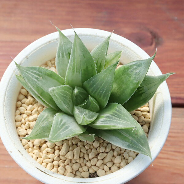 楽天市場】多肉植物 ミルキーウェイの通販