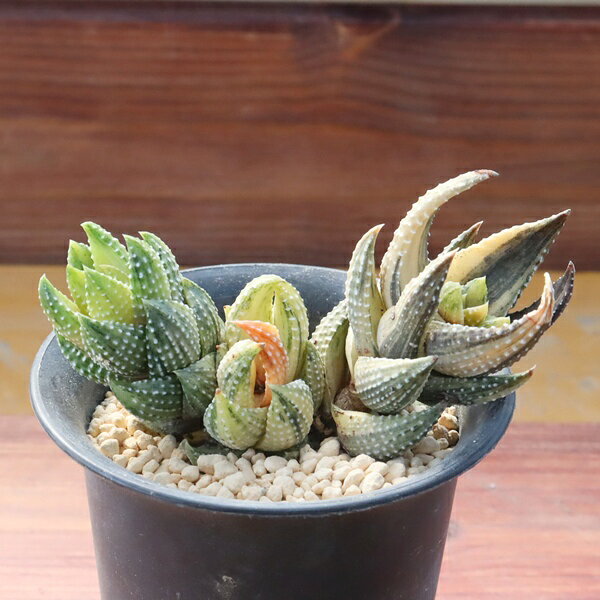 Potting Option ― 植込みオプション ― ● 一期一会の生命を、最適な一鉢に 厳選した一株を、当園の黄金比培養土で丁寧に植え付けてお届け。生命の個性を尊重し、届いた日から日常に調和する一鉢に仕立てます。 プロの技術：根を傷めず、最適な排水環境を整備。 軽量・機能美：軽くて丈夫な鉢で、日常の管理も快適。 ギフト品質：清潔感ある姿は、大切な贈り物にも。 ※鉢形状等は植物に合わせプロが選定いたします。 About Succulents ― 植物についてのご案内 ― ● 一期一会の厳選された一株を 掲載している写真は、あくまで美しい「見本」です。お届けする多肉植物は、ご注文をいただいてから農場の膨大な数の中から、もっとも美しく、力強く輝いている個体をプロの目で一株ずつ厳選し、お届けしております。 「既製品ではなく、日々を生き、育ちゆく生命であること」 多肉植物は工場製品とは異なり、その美しい姿を形成するまでに、年月と愛情を必要とします。 そのため、生育過程でのわずかな傷等が見られる場合もございます。過酷な自然の中で生きてきた証であり、植物の持つ「個性」と「趣」としてお楽しみいただければ幸いです。 ※完璧な形や特定の姿に強いこだわりをお持ちのお客様は、ぜひ群馬の栽培場へお越しください ■ 葉に見られる茶色い点について 水に含まれる鉄分によるものです。植物の健康に支障はございませんのでご安心ください。通常の水やりを続けるうちに自然と消えていきます。 ■ 用土の中の白い粒々について 大切な植物を害虫から守るための予防薬です。お客様の元へ届いたあとも健やかに育つよう、あらかじめ混ぜ込んでおります。 お届け指定について 植物の鮮度と梱包の安全を最優先するため、原則として「日にち指定」はお受けしておりません。最適なタイミングでの発送をお待ちください。 サイズについて 各商品ページに鉢の大きさを明記しております。「思っていたより大きかった（小さかった）」という事がないよう、事前のご確認をお願いいたします。 Information ― ギフト・在庫・納品書について ― Gift Wrapping 大切な方への贈り物に。 心を込めた有料ラッピングを承っております。 特別な日を彩る、多肉植物のギフトをぜひご利用ください。 Eco-Friendly 【 納品書のペーパーレス化 】 エコ活動推進のため納品書は同梱しておりません。 ギフト利用の場合も、そのままお相手様へ 安心してお届けいただけます。 在庫に関する大切なお知らせ 多肉永遠では、群馬の自社農場にて一年を通し繁殖・栽培を行っております。 常に十分な在庫確保に努めておりますが、植天候の急変や予期せぬ人気による大量注文などにより、稀に欠品が生じる場合がございます。 実店舗および自社サイト等と在庫を共有しているため、システム上で「在庫あり」と表示されている場合でも、やむを得ずご注文をキャンセルさせていただく場合がございます。 一株一株を最高の状態でお届けするための判断でございます。何卒、ご理解とご了承を賜りますようお願い申し上げます。 How to Care ― 植物との暮らし、はじめの一歩 ― 長い旅を経て、あなたのお手元に届いた小さな生命。 まずは箱をそっと開けて、深呼吸をさせてあげてください。 新しい環境にゆっくりと慣れていくための、お手伝いのコツをご紹介します。 ● 置き場所（光の贈りもの） 到着後はまず、柔らかな光が入る「半日陰」で数日休ませてあげてください。 慣れてきたら、春・秋・冬は太陽の光がたっぷりと届く窓辺へ。夏は少し涼しい東側の窓辺や、遮光された場所が理想的です。 ※強い西日は少し苦手ですので、避けてあげてくださいね。 ● 水やり（潤いのリズム） 環境に慣れるまで、到着から3〜5日はお水を控え、根を落ち着かせます。 その後は、鉢の中の土が芯までしっかりと乾いてから、たっぷりと与えてください。乾きと潤いのメリハリが、ぷっくりと健康に育てる秘訣です。 ● 四季の移ろい（紅葉） 春と秋・冬は、多肉植物がもっとも鮮やかに色づく魔法の季節。夏は成長のために一度「緑色」に戻りますが、それは次の紅葉への準備期間です。 季節ごとに表情を変える「生きているアート」をお楽しみください。 ● 健やかな毎日のために 多肉植物が一番好きなのは「心地よい風」です。高温多湿を避けるよう、通風を意識してあげてください。 屋内・屋外どちらでも育てられますが、風が通り、光が遊ぶ場所がこの子たちの特等席です。 「うまく育てられるかしら？」と不安になった時は、いつでも私たちを頼ってください。 あなたと多肉植物の暮らしが、穏やかで輝かしいものになりますように。SPECIAL SELECTION [おすすめ販売] ― 写真の仔をお届けする、一期一会の出会い ― 【 唯一無二の表情を、そのままあなたのもとへ 】 多肉植物は、季節や環境によって刻々とその姿を変える「生きている宝石」です。 本ページでは、数ある株の中から私たちが一株ずつ丁寧に選び抜き、 「今、この瞬間が一番美しい」と自信を持っておすすめできる個体を撮影しました。 お届けするのは、写真に写っているそのもの。 色づき、葉の重なり、凛とした佇まい。一目惚れしたその仔を、安心してお迎えください。 Product Details ― 商品詳細 ― サイズ 鉢サイズ（実寸： 7.5 cm） 撮影日 2026年9月3日（鮮度を大切にしています） お届け形態 [抜き苗/ポット植え] にて大切に梱包いたします 植物の名前 付箋（ふせん）にてお付けしております 植物に関して 画像の仔をお届けとなります。 植物ですので四季折々の変化を魅せます。 多少の変化はご了承くださいませ。撮影日より大幅に日数経過している場合はお気軽にお問合せください 現状況をお伝え可能です 多肉永遠のこだわり 群馬の厳しい四季に晒し、自社農場でじっくりと時間をかけて育て上げた苗たち。 私たちのこだわりは、ただ「形がきれい」なだけではなく、 「お客様の元へ届いた後も、健やかに育ち続ける強さ」を持っていることです。 店長自らが品質を厳選し、愛着を持って育てた「本物の多肉植物」をお届けします。