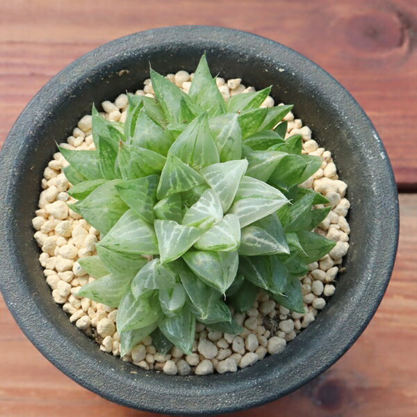 Potting Option ― 植込みオプション ― ● 一期一会の生命を、最適な一鉢に 厳選した一株を、当園の黄金比培養土で丁寧に植え付けてお届け。生命の個性を尊重し、届いた日から日常に調和する一鉢に仕立てます。 プロの技術：根を傷めず、最適な排水環境を整備。 軽量・機能美：軽くて丈夫な鉢で、日常の管理も快適。 ギフト品質：清潔感ある姿は、大切な贈り物にも。 ※鉢形状等は植物に合わせプロが選定いたします。 About Succulents ― 植物についてのご案内 ― ● 一期一会の厳選された一株を 掲載している写真は、あくまで美しい「見本」です。お届けする多肉植物は、ご注文をいただいてから農場の膨大な数の中から、もっとも美しく、力強く輝いている個体をプロの目で一株ずつ厳選し、お届けしております。 「既製品ではなく、日々を生き、育ちゆく生命であること」 多肉植物は工場製品とは異なり、その美しい姿を形成するまでに、年月と愛情を必要とします。 そのため、生育過程でのわずかな傷等が見られる場合もございます。過酷な自然の中で生きてきた証であり、植物の持つ「個性」と「趣」としてお楽しみいただければ幸いです。 ※完璧な形や特定の姿に強いこだわりをお持ちのお客様は、ぜひ群馬の栽培場へお越しください ■ 葉に見られる茶色い点について 水に含まれる鉄分によるものです。植物の健康に支障はございませんのでご安心ください。通常の水やりを続けるうちに自然と消えていきます。 ■ 用土の中の白い粒々について 大切な植物を害虫から守るための予防薬です。お客様の元へ届いたあとも健やかに育つよう、あらかじめ混ぜ込んでおります。 お届け指定について 植物の鮮度と梱包の安全を最優先するため、原則として「日にち指定」はお受けしておりません。最適なタイミングでの発送をお待ちください。 サイズについて 各商品ページに鉢の大きさを明記しております。「思っていたより大きかった（小さかった）」という事がないよう、事前のご確認をお願いいたします。 Information ― ギフト・在庫・納品書について ― Gift Wrapping 大切な方への贈り物に。 心を込めた有料ラッピングを承っております。 特別な日を彩る、多肉植物のギフトをぜひご利用ください。 Eco-Friendly 【 納品書のペーパーレス化 】 エコ活動推進のため納品書は同梱しておりません。 ギフト利用の場合も、そのままお相手様へ 安心してお届けいただけます。 在庫に関する大切なお知らせ 多肉永遠では、群馬の自社農場にて一年を通し繁殖・栽培を行っております。 常に十分な在庫確保に努めておりますが、植天候の急変や予期せぬ人気による大量注文などにより、稀に欠品が生じる場合がございます。 実店舗および自社サイト等と在庫を共有しているため、システム上で「在庫あり」と表示されている場合でも、やむを得ずご注文をキャンセルさせていただく場合がございます。 一株一株を最高の状態でお届けするための判断でございます。何卒、ご理解とご了承を賜りますようお願い申し上げます。 How to Care ― 植物との暮らし、はじめの一歩 ― 長い旅を経て、あなたのお手元に届いた小さな生命。 まずは箱をそっと開けて、深呼吸をさせてあげてください。 新しい環境にゆっくりと慣れていくための、お手伝いのコツをご紹介します。 ● 置き場所（光の贈りもの） 到着後はまず、柔らかな光が入る「半日陰」で数日休ませてあげてください。 慣れてきたら、春・秋・冬は太陽の光がたっぷりと届く窓辺へ。夏は少し涼しい東側の窓辺や、遮光された場所が理想的です。 ※強い西日は少し苦手ですので、避けてあげてくださいね。 ● 水やり（潤いのリズム） 環境に慣れるまで、到着から3〜5日はお水を控え、根を落ち着かせます。 その後は、鉢の中の土が芯までしっかりと乾いてから、たっぷりと与えてください。乾きと潤いのメリハリが、ぷっくりと健康に育てる秘訣です。 ● 四季の移ろい（紅葉） 春と秋・冬は、多肉植物がもっとも鮮やかに色づく魔法の季節。夏は成長のために一度「緑色」に戻りますが、それは次の紅葉への準備期間です。 季節ごとに表情を変える「生きているアート」をお楽しみください。 ● 健やかな毎日のために 多肉植物が一番好きなのは「心地よい風」です。高温多湿を避けるよう、通風を意識してあげてください。 屋内・屋外どちらでも育てられますが、風が通り、光が遊ぶ場所がこの子たちの特等席です。 「うまく育てられるかしら？」と不安になった時は、いつでも私たちを頼ってください。 あなたと多肉植物の暮らしが、穏やかで輝かしいものになりますように。SPECIAL SELECTION [おすすめ販売] ― 写真の仔をお届けする、一期一会の出会い ― 【 唯一無二の表情を、そのままあなたのもとへ 】 多肉植物は、季節や環境によって刻々とその姿を変える「生きている宝石」です。 本ページでは、数ある株の中から私たちが一株ずつ丁寧に選び抜き、 「今、この瞬間が一番美しい」と自信を持っておすすめできる個体を撮影しました。 お届けするのは、写真に写っているそのもの。 色づき、葉の重なり、凛とした佇まい。一目惚れしたその仔を、安心してお迎えください。 Product Details ― 商品詳細 ― サイズ 鉢サイズ（実寸： 7.5 cm） 撮影日 2026年9月3日（鮮度を大切にしています） お届け形態 [抜き苗/ポット植え] にて大切に梱包いたします 植物の名前 付箋（ふせん）にてお付けしております 植物に関して 画像の仔をお届けとなります。 植物ですので四季折々の変化を魅せます。 多少の変化はご了承くださいませ。撮影日より大幅に日数経過している場合はお気軽にお問合せください 現状況をお伝え可能です 多肉永遠のこだわり 群馬の厳しい四季に晒し、自社農場でじっくりと時間をかけて育て上げた苗たち。 私たちのこだわりは、ただ「形がきれい」なだけではなく、 「お客様の元へ届いた後も、健やかに育ち続ける強さ」を持っていることです。 店長自らが品質を厳選し、愛着を持って育てた「本物の多肉植物」をお届けします。