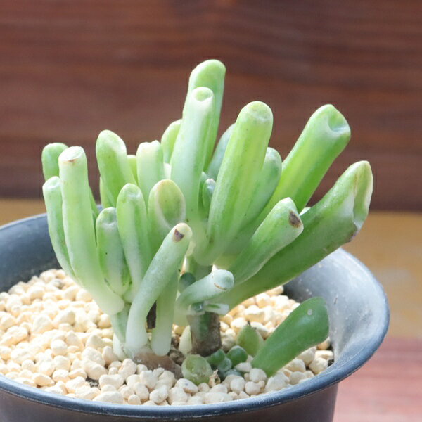 Potting Option ― 植込みオプション ― ● 一期一会の生命を、最適な一鉢に 厳選した一株を、当園の黄金比培養土で丁寧に植え付けてお届け。生命の個性を尊重し、届いた日から日常に調和する一鉢に仕立てます。 プロの技術：根を傷めず、最適な排水環境を整備。 軽量・機能美：軽くて丈夫な鉢で、日常の管理も快適。 ギフト品質：清潔感ある姿は、大切な贈り物にも。 ※鉢形状等は植物に合わせプロが選定いたします。 About Succulents ― 植物についてのご案内 ― ● 一期一会の厳選された一株を 掲載している写真は、あくまで美しい「見本」です。お届けする多肉植物は、ご注文をいただいてから農場の膨大な数の中から、もっとも美しく、力強く輝いている個体をプロの目で一株ずつ厳選し、お届けしております。 「既製品ではなく、日々を生き、育ちゆく生命であること」 多肉植物は工場製品とは異なり、その美しい姿を形成するまでに、年月と愛情を必要とします。 そのため、生育過程でのわずかな傷等が見られる場合もございます。過酷な自然の中で生きてきた証であり、植物の持つ「個性」と「趣」としてお楽しみいただければ幸いです。 ※完璧な形や特定の姿に強いこだわりをお持ちのお客様は、ぜひ群馬の栽培場へお越しください ■ 葉に見られる茶色い点について 水に含まれる鉄分によるものです。植物の健康に支障はございませんのでご安心ください。通常の水やりを続けるうちに自然と消えていきます。 ■ 用土の中の白い粒々について 大切な植物を害虫から守るための予防薬です。お客様の元へ届いたあとも健やかに育つよう、あらかじめ混ぜ込んでおります。 お届け指定について 植物の鮮度と梱包の安全を最優先するため、原則として「日にち指定」はお受けしておりません。最適なタイミングでの発送をお待ちください。 サイズについて 各商品ページに鉢の大きさを明記しております。「思っていたより大きかった（小さかった）」という事がないよう、事前のご確認をお願いいたします。 Information ― ギフト・在庫・納品書について ― Gift Wrapping 大切な方への贈り物に。 心を込めた有料ラッピングを承っております。 特別な日を彩る、多肉植物のギフトをぜひご利用ください。 Eco-Friendly 【 納品書のペーパーレス化 】 エコ活動推進のため納品書は同梱しておりません。 ギフト利用の場合も、そのままお相手様へ 安心してお届けいただけます。 在庫に関する大切なお知らせ 多肉永遠では、群馬の自社農場にて一年を通し繁殖・栽培を行っております。 常に十分な在庫確保に努めておりますが、植天候の急変や予期せぬ人気による大量注文などにより、稀に欠品が生じる場合がございます。 実店舗および自社サイト等と在庫を共有しているため、システム上で「在庫あり」と表示されている場合でも、やむを得ずご注文をキャンセルさせていただく場合がございます。 一株一株を最高の状態でお届けするための判断でございます。何卒、ご理解とご了承を賜りますようお願い申し上げます。 How to Care ― 植物との暮らし、はじめの一歩 ― 長い旅を経て、あなたのお手元に届いた小さな生命。 まずは箱をそっと開けて、深呼吸をさせてあげてください。 新しい環境にゆっくりと慣れていくための、お手伝いのコツをご紹介します。 ● 置き場所（光の贈りもの） 到着後はまず、柔らかな光が入る「半日陰」で数日休ませてあげてください。 慣れてきたら、春・秋・冬は太陽の光がたっぷりと届く窓辺へ。夏は少し涼しい東側の窓辺や、遮光された場所が理想的です。 ※強い西日は少し苦手ですので、避けてあげてくださいね。 ● 水やり（潤いのリズム） 環境に慣れるまで、到着から3〜5日はお水を控え、根を落ち着かせます。 その後は、鉢の中の土が芯までしっかりと乾いてから、たっぷりと与えてください。乾きと潤いのメリハリが、ぷっくりと健康に育てる秘訣です。 ● 四季の移ろい（紅葉） 春と秋・冬は、多肉植物がもっとも鮮やかに色づく魔法の季節。夏は成長のために一度「緑色」に戻りますが、それは次の紅葉への準備期間です。 季節ごとに表情を変える「生きているアート」をお楽しみください。 ● 健やかな毎日のために 多肉植物が一番好きなのは「心地よい風」です。高温多湿を避けるよう、通風を意識してあげてください。 屋内・屋外どちらでも育てられますが、風が通り、光が遊ぶ場所がこの子たちの特等席です。 「うまく育てられるかしら？」と不安になった時は、いつでも私たちを頼ってください。 あなたと多肉植物の暮らしが、穏やかで輝かしいものになりますように。SPECIAL SELECTION [おすすめ販売] ― 写真の仔をお届けする、一期一会の出会い ― 【 唯一無二の表情を、そのままあなたのもとへ 】 多肉植物は、季節や環境によって刻々とその姿を変える「生きている宝石」です。 本ページでは、数ある株の中から私たちが一株ずつ丁寧に選び抜き、 「今、この瞬間が一番美しい」と自信を持っておすすめできる個体を撮影しました。 お届けするのは、写真に写っているそのもの。 色づき、葉の重なり、凛とした佇まい。一目惚れしたその仔を、安心してお迎えください。 Product Details ― 商品詳細 ― サイズ 鉢サイズ（実寸： 7.5 cm） 撮影日 2026年9月3日（鮮度を大切にしています） お届け形態 [抜き苗/ポット植え] にて大切に梱包いたします 植物の名前 付箋（ふせん）にてお付けしております 植物に関して 画像の仔をお届けとなります。 植物ですので四季折々の変化を魅せます。 多少の変化はご了承くださいませ。撮影日より大幅に日数経過している場合はお気軽にお問合せください 現状況をお伝え可能です 多肉永遠のこだわり 群馬の厳しい四季に晒し、自社農場でじっくりと時間をかけて育て上げた苗たち。 私たちのこだわりは、ただ「形がきれい」なだけではなく、 「お客様の元へ届いた後も、健やかに育ち続ける強さ」を持っていることです。 店長自らが品質を厳選し、愛着を持って育てた「本物の多肉植物」をお届けします。