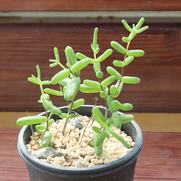 楽天市場】キャットテール（花・観葉植物｜花・ガーデン・DIY）の通販